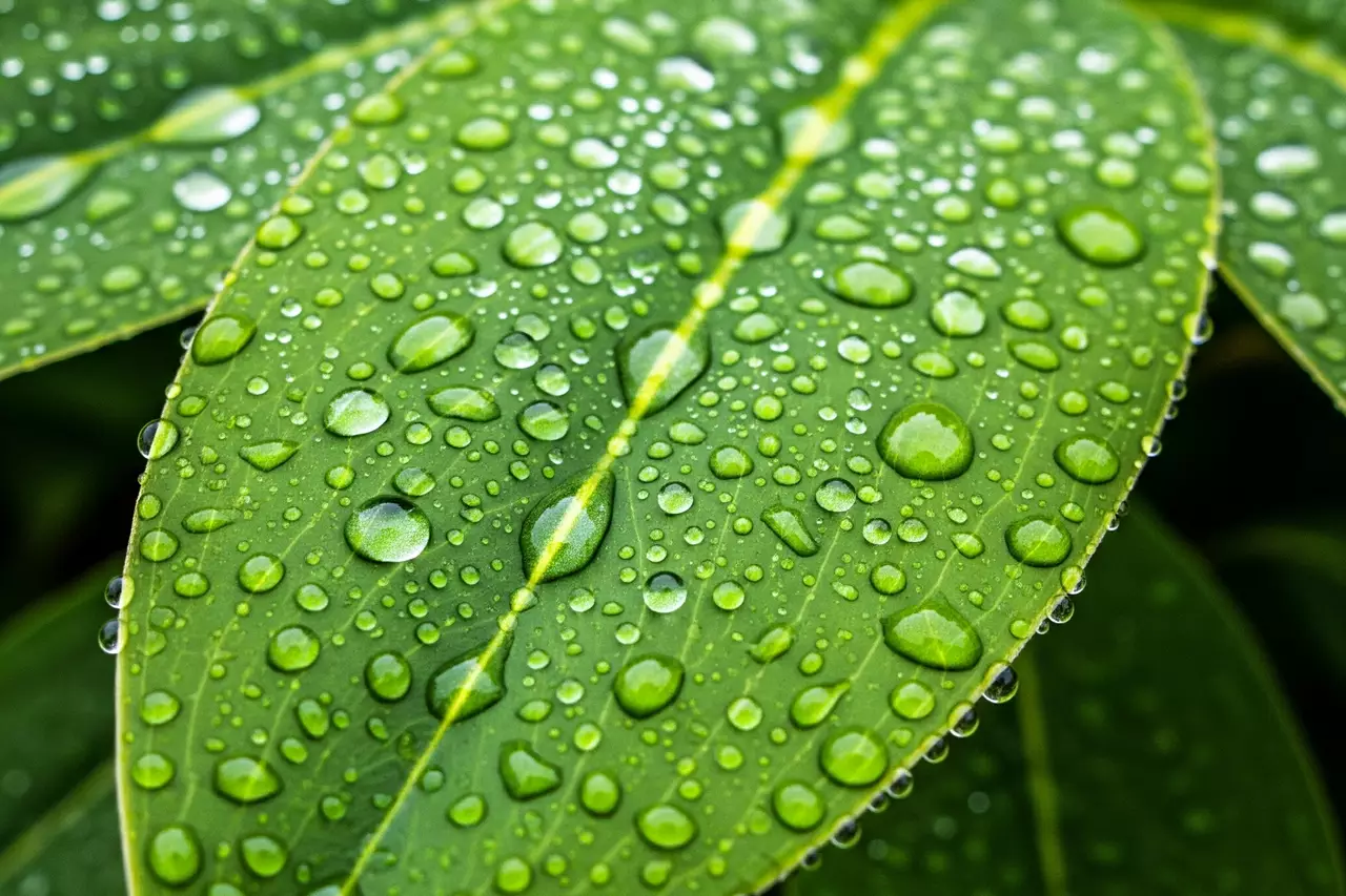La frescura de la naturaleza en cada gota, un recordatorio de la conexión vital. Primer plano de hojas verdes vibrantes cubiertas de gotas de lluvia, reflejando la luz.